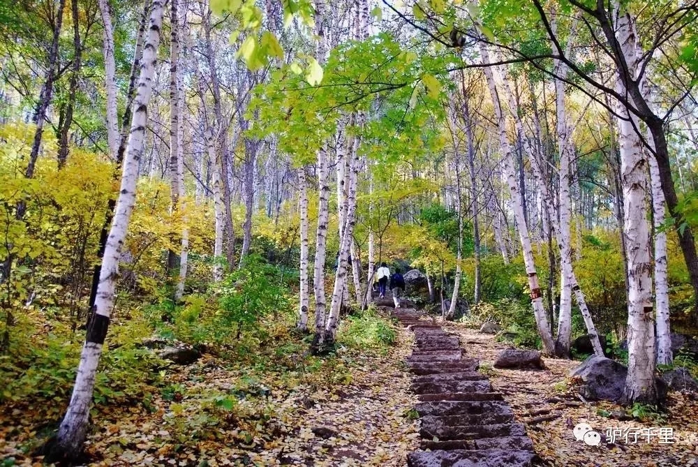 【喇叭沟门】10/13，喇叭沟门原始森林，看漫山红叶、赏金秋白桦，免票线