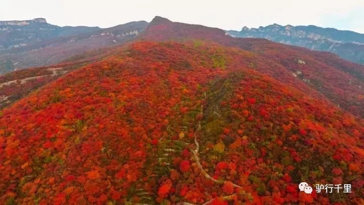 【坡峰岭红叶节】10.27，早知坡峰岭，何必去香山！免票线！