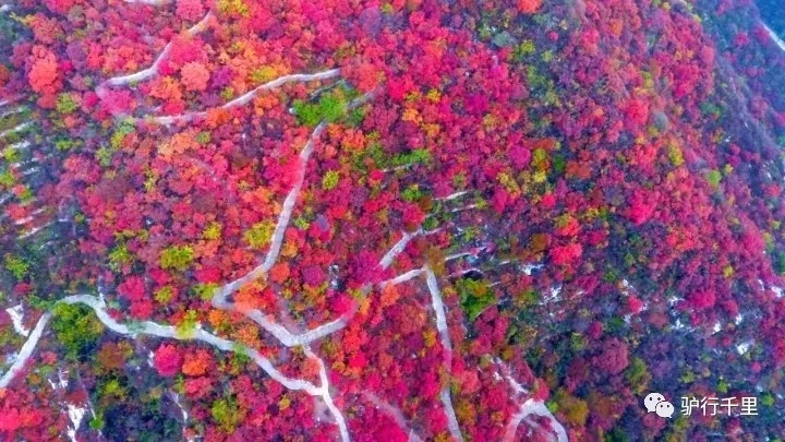 【坡峰岭红叶节】10.27，早知坡峰岭，何必去香山！免票线！