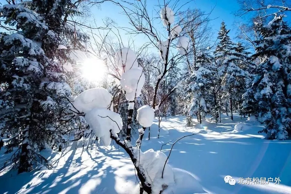 【元旦雪乡】丨冰雪童话世界，雪谷、雪乡、雾凇岛、哈尔滨冰灯，体验东北林海雪原，跨年火车团，不用请假