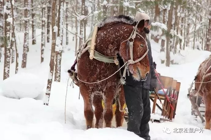 【元旦雪乡】丨冰雪童话世界，雪谷、雪乡、雾凇岛、哈尔滨冰灯，体验东北林海雪原，跨年火车团，不用请假