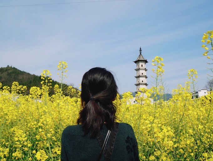 婺源那金灿灿的春天