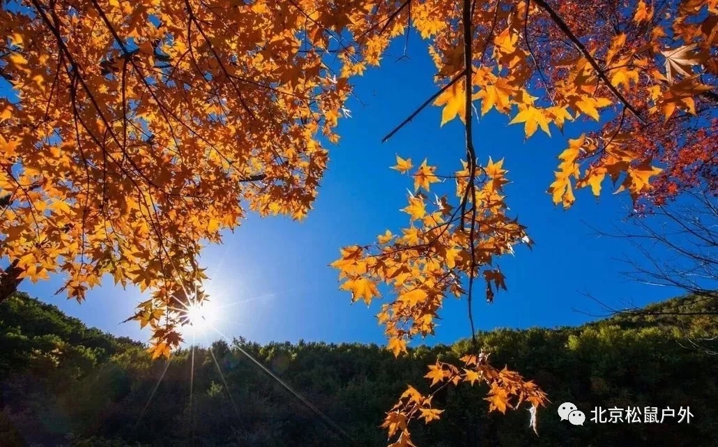 「喇叭沟门」1日赏秋 | 松鼠带你看北京最美的秋天