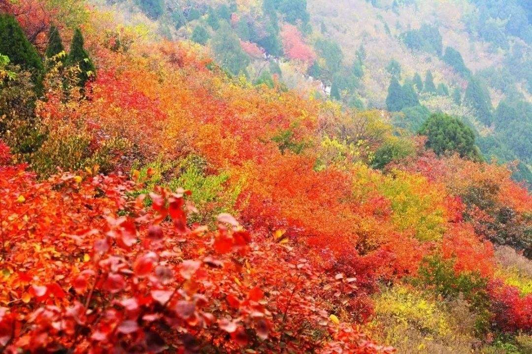 2020年香山红叶节