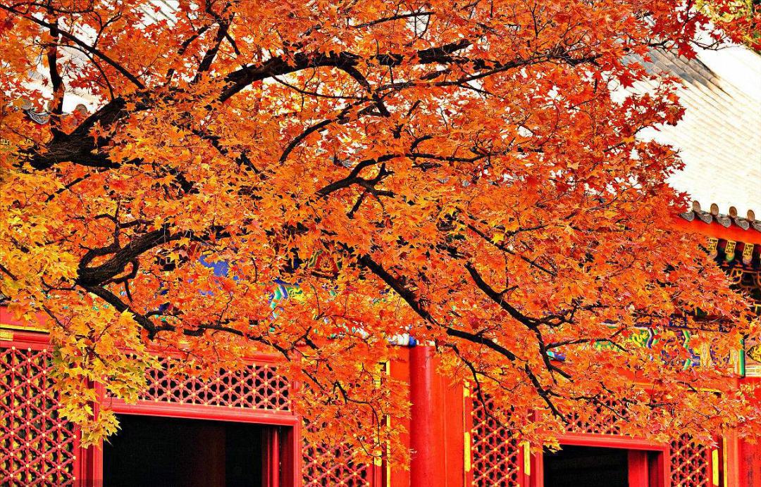 香山红叶节